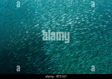 Eine große Schule von schlanken silversides. Stockfoto