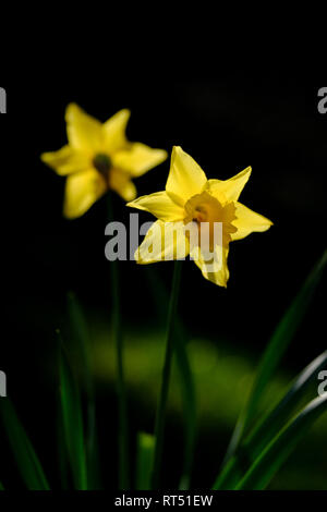 Gelbe daffodill gegen einen dunklen Hintergrund in der Sonne. Stockfoto