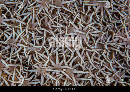 Detail Weichkorallen Polypen wachsen auf ein Riff. Stockfoto