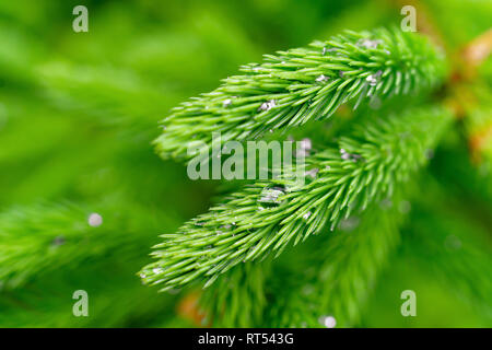 Junge neue Wachstum von White Pine mit Regentropfen. Stockfoto