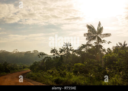 Trans-Amazonian Autobahn mit viel acai Palm Bäume in Brasilien Stockfoto