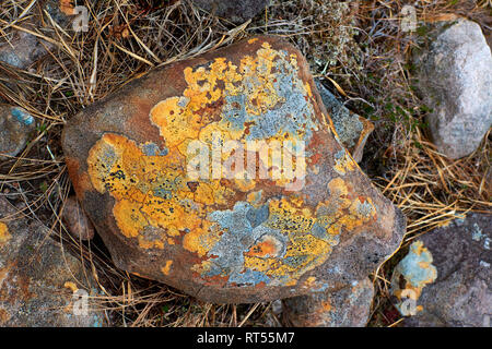 Flechten Orange Gelb und Blau auf einem Stein an der Westküste von Schottland Stockfoto