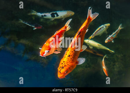 Eine Auswahl von Koi Karpfen fischen in einem Teich. Es gibt zwei grosse goldenen und schwarzen und dann ein Silber, Gelb und Schwarz, Verkäufer, Stockfoto