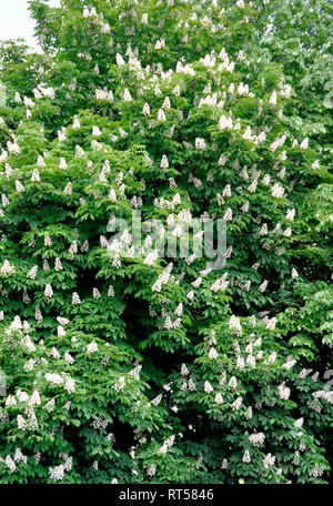 Blühende Kerzen der Kastanien auf die Kronen der Bäume im Frühling. Stockfoto