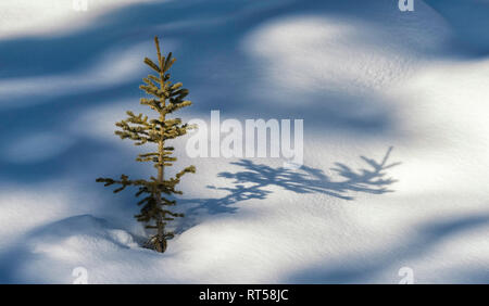 Sunlit kleine Kiefer in Schnee mit seinem Schatten und der Schatten der Bäume am Ufer des Bow River in der Nähe von Schloss Berg, Alberta, Kanada Stockfoto