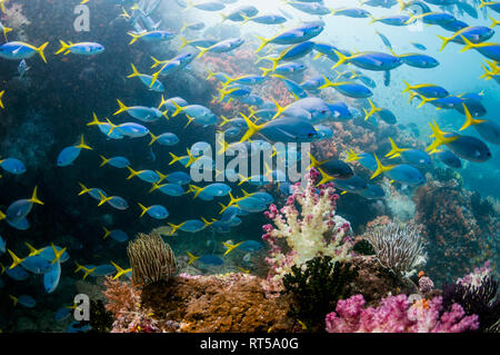 Coral Reef Landschaft mit Weichkorallen [Dendronephthya sp.] und eine gemischte Schule von Yellowback Füsiliere [Ceasio teres] und Tief-bodied Füsiliere [Caesio c Stockfoto