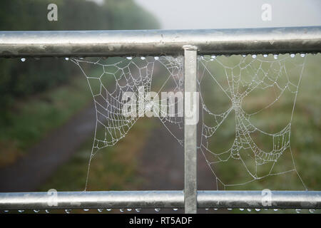 Cobweb fuhr auf ein Metall Tor, am Morgen in Tautropfen auf einem Nebelhaften herbstlichen Morgen in England abgedeckt ist Stockfoto