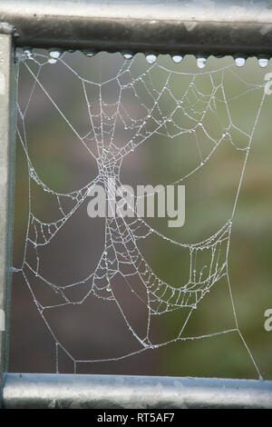 Cobweb fuhr auf ein Metall Tor, am Morgen in Tautropfen auf einem Nebelhaften herbstlichen Morgen in England abgedeckt ist Stockfoto