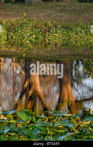 Live Oak Tree Reflexionen in einem Teich an Loxahatchee National Wildlife Refuge Stockfoto