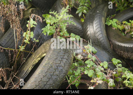Alte Autoreifen gedumpten in Hecke in der Landschaft in Worcestershire, England Stockfoto