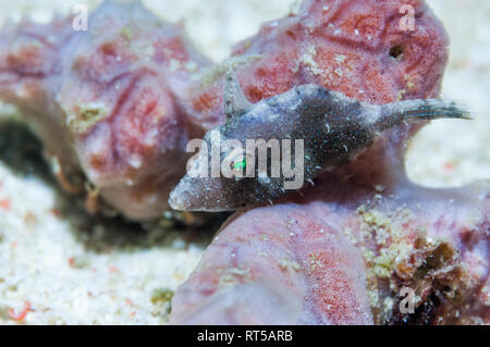 Filefish thront auf einem Schwamm. Wahrscheinlich Seegras filefish [Acreichthys tomentosus]. West Papua, Indonesien. Stockfoto