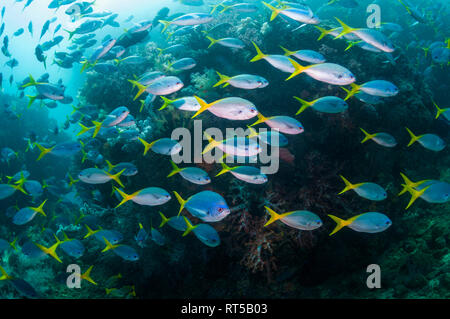 Schule der Tief-bodied Füsiliere [Caesio cuning] Schwimmen über Korallenriff. West Papua, Indonesien. Stockfoto