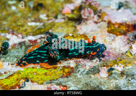 Die nembrotha Kubaryana Nembrotha kubaryana []. Puerto Galera, Philippinen. Stockfoto