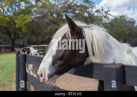 Gypsy Vanner horse Stockfoto
