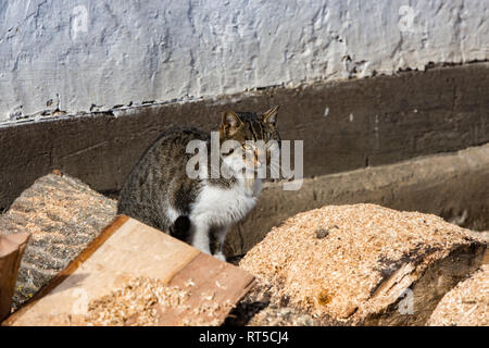 Die Katze auf dem Boden einer Backstein, mit einem sehr vorsichtigen Blick, bereit, die ersten Anzeichen von Gefahr zu entkommen Stockfoto