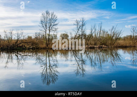 Wunderschöne Landschaft und Reflexion von Holz im Wasser, in den Nationalpark Carska Bara, Serbien, Vojvodina Stockfoto