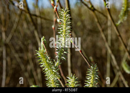 Die erste Feder sanft Blätter, Knospen und Zweige Makro Hintergrund Stockfoto