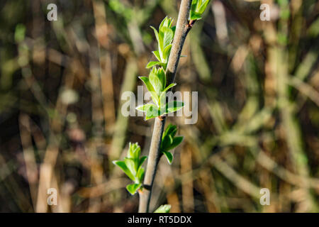 Die erste Feder sanft Blätter, Knospen und Zweige Makro Hintergrund Stockfoto