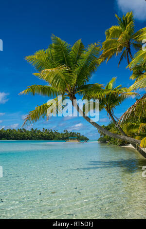 Cook Inseln, Rarotonga, Aitutaki Lagune, White Sand Beach und Palm Beach Stockfoto