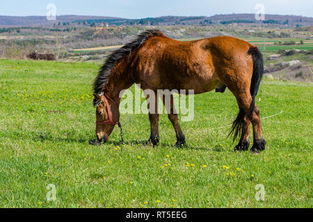 Kopf hoch ein braunes Pferd mit langer Mähne, ruhig grasen in einer Weide auf der Wiese in der Nähe der Fruska Gora, Serbien, Vojvodina Stockfoto