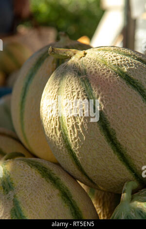 Melonen aus Cavaillon, reife Runde charentais Honig melone Melonen auf dem lokalen Markt in der Provence, Frankreich, in der Nähe Stockfoto