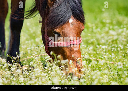 Kopf hoch ein braunes Pferd mit langer Mähne, ruhig grasen in einer Weide auf der Wiese in der Nähe der Fruska Gora, Serbien, Vojvodina Stockfoto