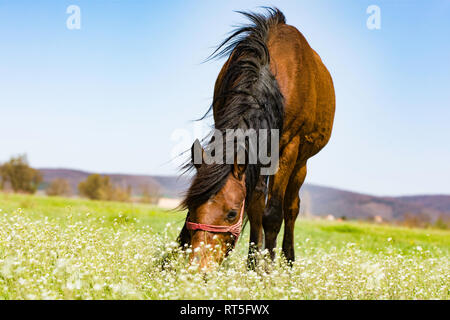 Kopf hoch ein braunes Pferd mit langer Mähne, ruhig grasen in einer Weide auf der Wiese in der Nähe der Fruska Gora, Serbien, Vojvodina Stockfoto