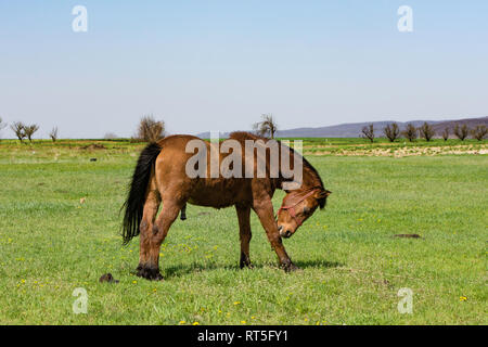 Schöne braune Pferd ruhig grasen in einer Weide auf der Wiese in der Nähe der Fruska Gora, Serbien, Vojvodina Stockfoto