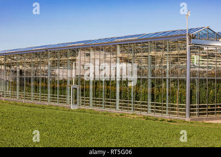 Deutschland, Fellbach, Gewächshaus mit Tomaten und Rucola Pflanzen auf dem Feld Stockfoto