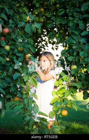 Portrait von lächelnden Mädchen Kommissionierung Apfel vom Baum Stockfoto