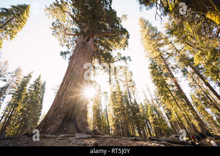 USA, Kalifornien, Yosemite Nationalpark, Mariposa, Mammutbäume Stockfoto