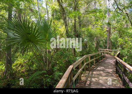 Vereinigte Staaten von Amerika, Florida, Everglades, Copeland, Spazierwege durch einen Sumpf in der Fakahatchee Strand Preserve State Park Stockfoto