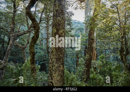 Chile, Puren, El Melado Nationalpark, Araucaria forest Stockfoto