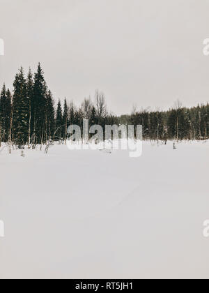 Finnland, Lappland, starker Schneefall und Bäume Stockfoto