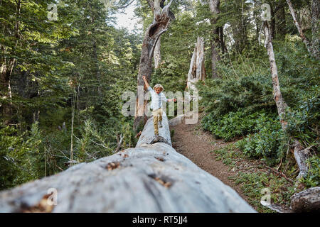 Chile, Puren, El Melado National Park, junge Balancieren auf einem Baumstamm im Wald Stockfoto