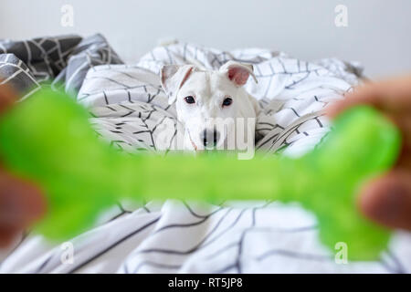 Der Mensch mit seinem Hund grün Kunststoff Knochen Stockfoto
