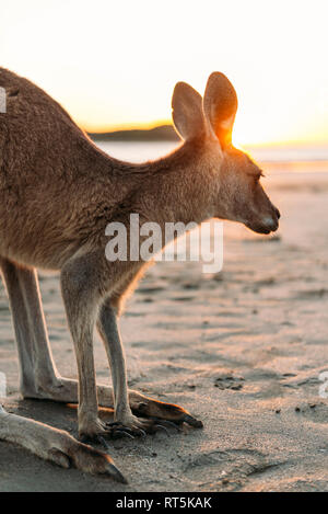 Australien, Queensland, Mackay, Cape Hillsborough National Park, Kangaroo am Strand bei Sonnenaufgang Stockfoto