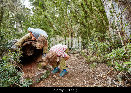 Chile, Puren, El Melado Nationalpark, zwei Jungen in einem alten hohlen Baum Stockfoto