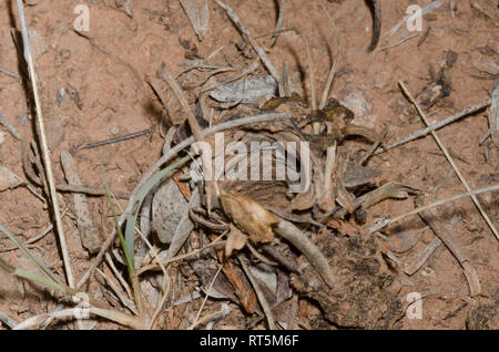 Wolf Spider, Familie Lycosidae, fuchsbau Revolver Stockfoto