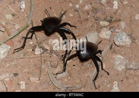 Darkling Käfer, Eleodes acuta, männlich und weiblich, nur nach der Trennung von der Paarung Stockfoto