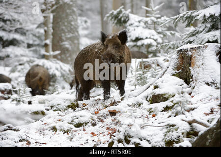 Schweine, Schweine, Tiere, endemische Tierarten, Schalenwild Tier, Leistungsbeschreibung, ein Durcheinander, was für ein Chaos im Winter, schwarze Kittel, schwarz, Spiel, Pi Stockfoto