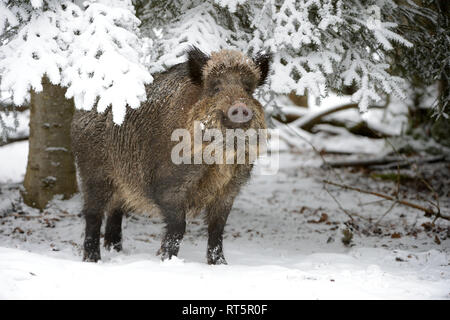 Schweine, Schweine, Tiere, endemische Tierarten, Schalenwild Tier, Leistungsbeschreibung, ein Durcheinander, was für ein Chaos im Winter, schwarze Kittel, schwarz, Spiel, Pi Stockfoto