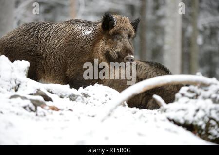 Schweine, Schweine, Tiere, endemische Tierarten, Schalenwild Tier, Leistungsbeschreibung, ein Durcheinander, was für ein Chaos im Winter, schwarze Kittel, schwarz, Spiel, Pi Stockfoto