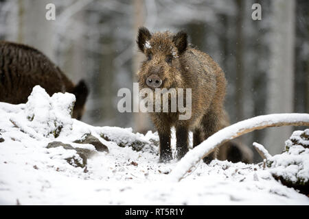 Schweine, Schweine, Tiere, endemische Tierarten, Schalenwild Tier, Leistungsbeschreibung, ein Durcheinander, was für ein Chaos im Winter, schwarze Kittel, schwarz, Spiel, Pi Stockfoto