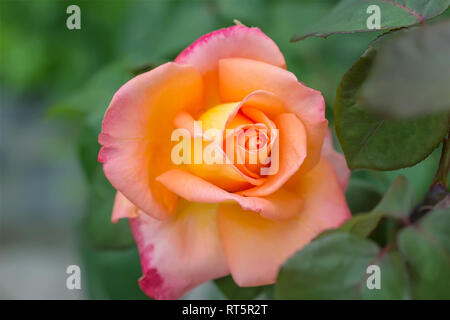 Schöne orange Rose growthing im Garten. Stockfoto