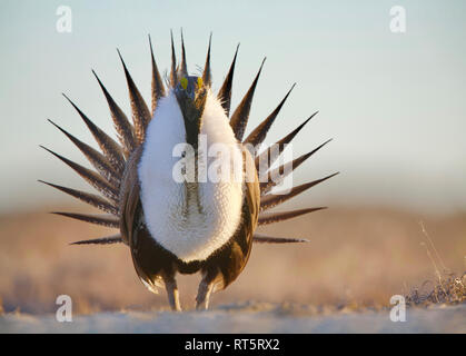 Mehr Salbei - Klage - eine männliche durchführen die passende Anzeige auf dem Lek (nährboden) Stockfoto