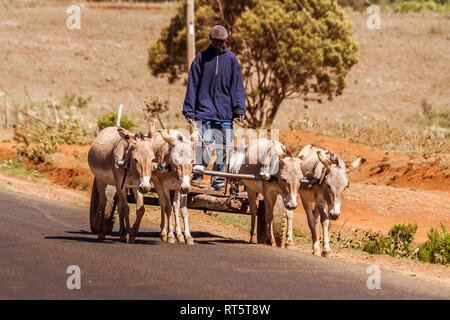 Nanyuki, Kenia, 20. Mai 2017: kenianische Bauern auf seinem Wagen mit vier Eseln in der kenianischen Landschaft gezogen Stockfoto