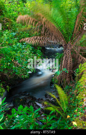 Baumartige Farne, Kells Bay Gardens, Ring of Kerry, die Iveragh Halbinsel, County Kerry, Irland, Europa Stockfoto