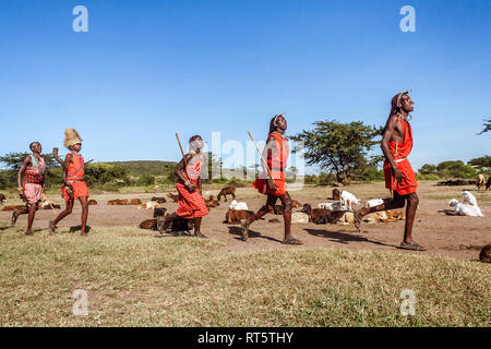 Die Masai Mara, Kenia, 23. Mai 2017: Masai Krieger während einer Zeremonie in der Nähe ihrer Herde Ziegen Stockfoto