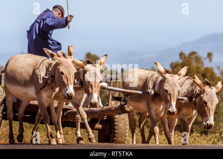 Nanyuki, Kenia, 20. Mai 2017: kenianische Bauern auf seinem Wagen mit vier Eseln in der kenianischen Landschaft gezogen Stockfoto